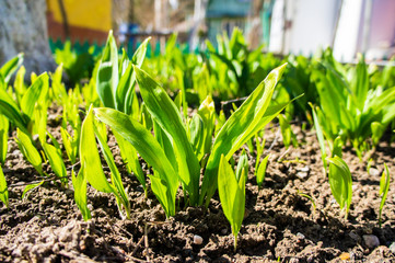 Summer green grass closeup. Large leaves. Agricultural field with plants in the sun. Background for graphic design of agro booklet.