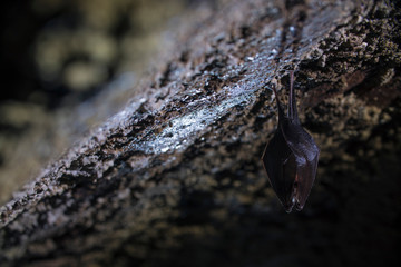 Close up small sleeping lesser horseshoe bat covered by wings, hanging upside down on top of cold arched brick cellar and hibernate. Creative wildlife