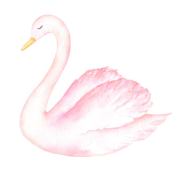 Watercolor Cute Swan Illustration