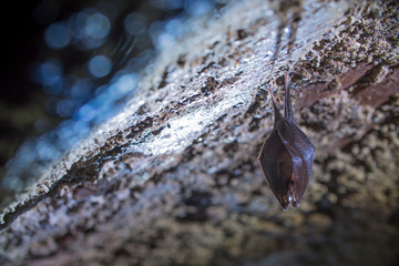 Close up small sleeping lesser horseshoe bat covered by wings, hanging upside down on top of cold arched brick cellar and hibernate. Creative wildlife