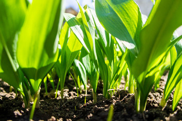 Summer green grass closeup. Large leaves. Agricultural field with plants in the sun. Background for graphic design of agro booklet.