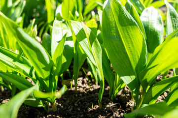 Summer green grass closeup. Large leaves. Agricultural field with plants in the sun. Background for graphic design of agro booklet.