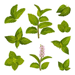 Fresh Green Mint Leaves and Blossoming Flower Vector Set