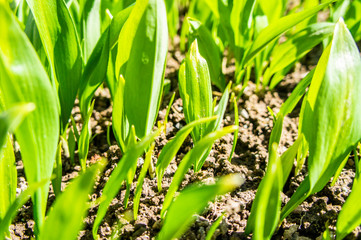 Summer green grass closeup. Large leaves. Agricultural field with plants in the sun. Background for graphic design of agro booklet.