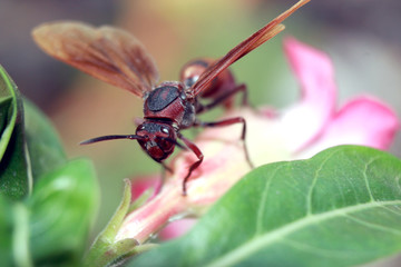 close up photo of a stinging bee that carries fluid in its mouth and poses beautifully when it will be photographed