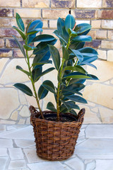 ficus elastica in a basket