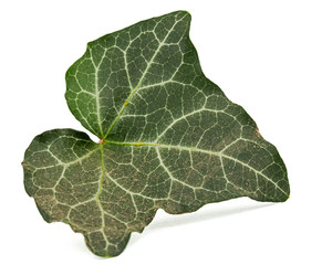 Green leaf of ivy closeup, isolated on white background