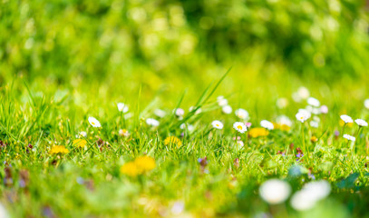 sunny meadow full of flowers, bright, vibrant spring colors background