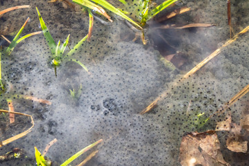 Frog roe embryos tadpoles close-up. Macro photo.