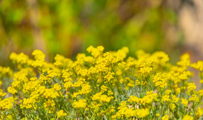 Obraz premium sunny meadow full of flowers, bright, vibrant spring colors background