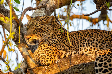 Leopard taking a nap on top of tree branch