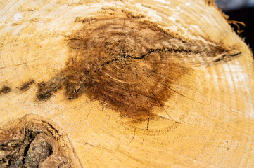 Beautiful wood texture closeup. Macro photo.