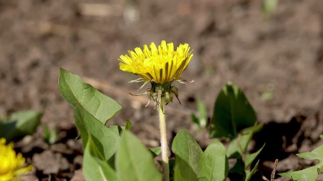 4k Time Lapse of Dandelion Flower open. Yellow Flower head of dandelion disclosed early in morning. Macro shot on Natural background. Timelapse Spring scene on Nature.