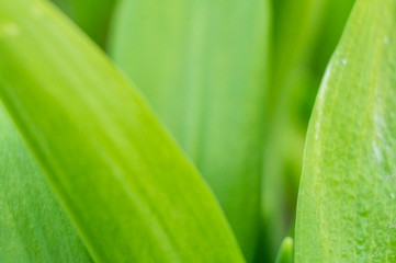 Summer green grass closeup. Large leaves. Agricultural field with plants in the sun. Background for graphic design of agro booklet.