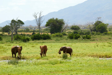 Naklejka na ściany i meble African Elephants at watering hole in Tsavo National Park, Kenya, Africa