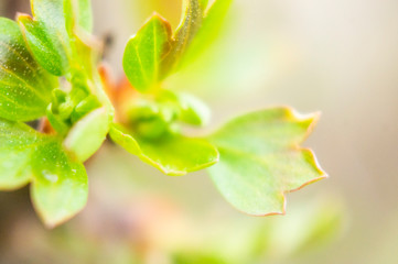 Spring green plant leaf grows close up. Macro photo.