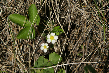 wild strawberry flower in the grass