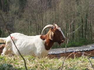 Ziege