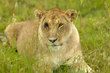 Obraz na płótnie Canvas Female with one eye in grasslands of Masai Mara near Little Governor's Camp in Kenya, Africa
