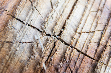 Old wood stump texture closeup. Macro photo.