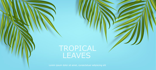 Tropical leaves realistic isolated, blue background, summer banner vector illustration