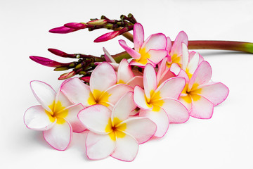 Frangipani flowers isolated on a white background.