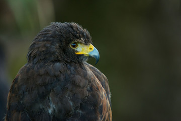 A Harris's hawk (Parabuteo unicinctus) close up portrait