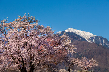 山梨県北杜市から雪の南アルプスと桜