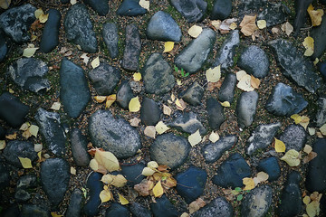 background yellow leaves abstract / seasonal view, falling leaves october background