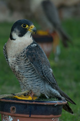 A peregrine falcon (Falco peregrinus) close up portrait.