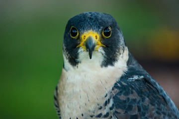 A peregrine falcon (Falco peregrinus) close up portrait.
