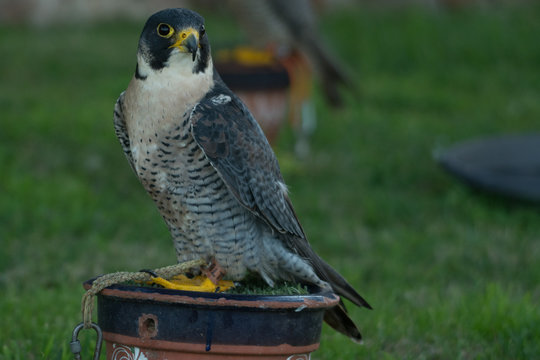 A peregrine falcon (Falco peregrinus) close up portrait.