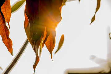 autumn leaves on the ground