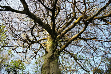 A maze of tree branches
