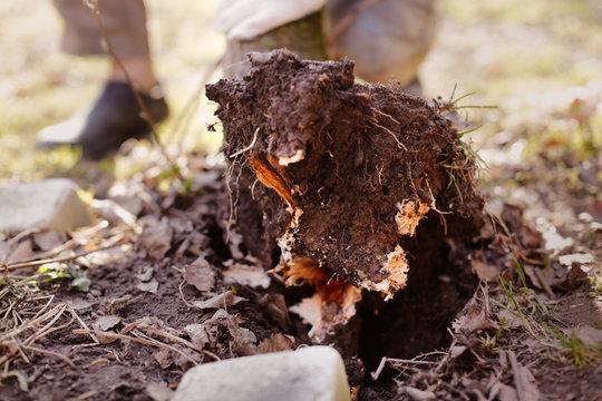man cleans old trees, stumps in the backyard