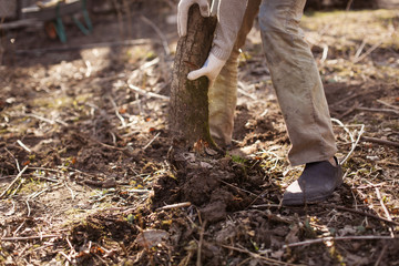 man cleans old trees, stumps in the backyard