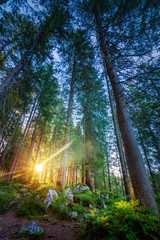 Wild Old Forest with beautiful bright real sun rays