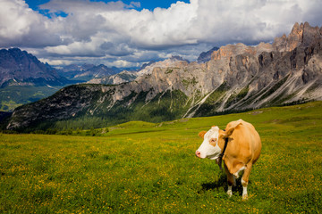 Fototapeta na wymiar Beautiful Alpine Mountain cows grazing on an alpine pasture