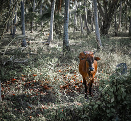 Wilde Kuh im Dschungel /wild cow in the jungle