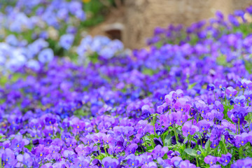 Naklejka premium ビオラ 火の山公園トルコチューリップ園 山口県下関市 Viola flower Hinoyama Park Yamaguchi Shimonoseki city