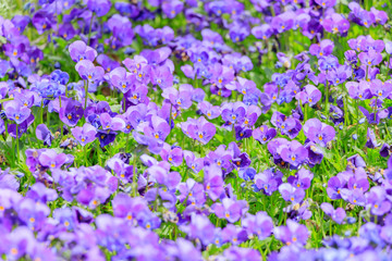 Naklejka premium ビオラ 火の山公園トルコチューリップ園 山口県下関市 Viola flower Hinoyama Park Yamaguchi Shimonoseki city