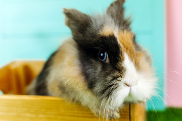 Obraz premium Cute brown rabbit is sitting in a wooden box on a blue background and grass