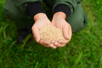 The Caucasian farmer is holding the handful of the grain in his dirty hands in outdoors.