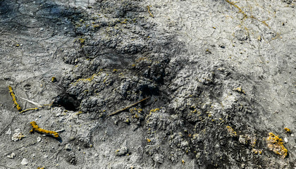 mineral igneous in peat bog