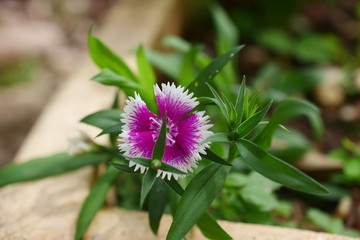 A beautiful purple flower in the garden.