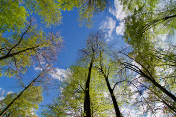 bright spring forest view from below to green trees leaf canopy blue sky clouds nice weather