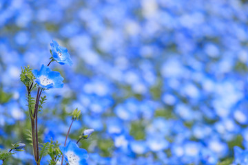ネモフィラ　火の山公園トルコチューリップ園　山口県下関市　Nemophila Hinoyama Park Yamaguchi Shimonoseki city