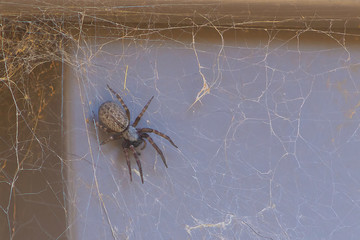 A Garden Spider on her corner protecting the web. 