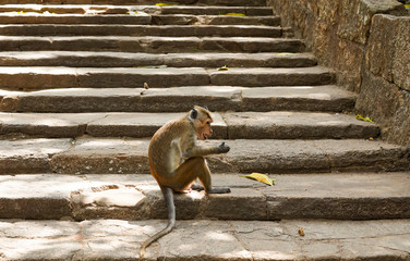 Affe auf Treppe/ monkey on stairs