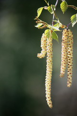 Naklejka premium Birkenblüten im Frühling